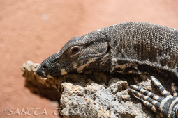 2024_10_05_Tierpark_Bochum_011