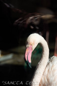 2024_10_05_Tierpark_Bochum_044