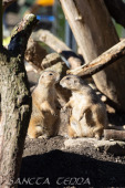 2024_10_05_Tierpark_Bochum_047