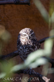 2024_10_05_Tierpark_Bochum_051