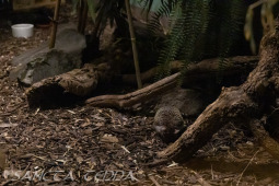 2024_10_05_Tierpark_Bochum_055