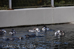 2024_10_05_Tierpark_Bochum_061