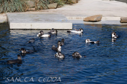 2024_10_05_Tierpark_Bochum_064