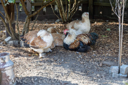 2024_10_05_Tierpark_Bochum_067