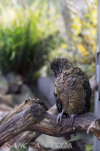 2024_10_05_Tierpark_Bochum_073