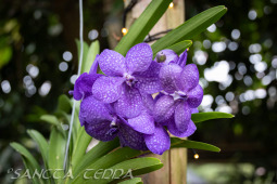 2024_10_21_Emsflower_004