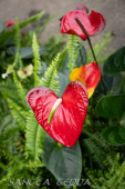 2024_10_21_Emsflower_005