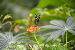 2024_10_21_Emsflower_023