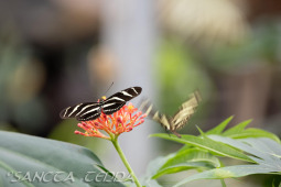 2024_10_21_Emsflower_024