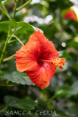 2024_10_21_Emsflower_025