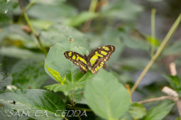 2024_10_21_Emsflower_027