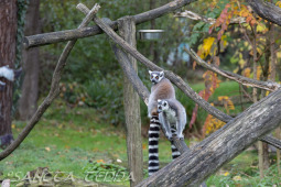 2024_10_22_Zoo_Rheine_002