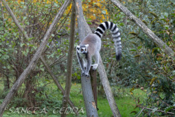 2024_10_22_Zoo_Rheine_003