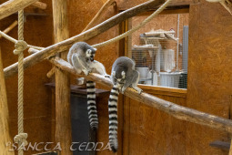 2024_10_22_Zoo_Rheine_005