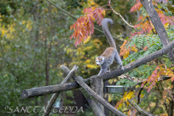 2024_10_22_Zoo_Rheine_006