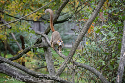 2024_10_22_Zoo_Rheine_007