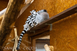 2024_10_22_Zoo_Rheine_009