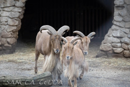 2024_10_22_Zoo_Rheine_010