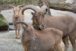 2024_10_22_Zoo_Rheine_011