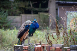 2024_10_22_Zoo_Rheine_015