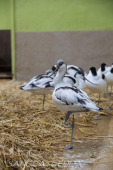 2024_10_22_Zoo_Rheine_022