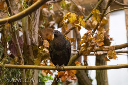 2024_10_22_Zoo_Rheine_023