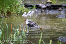 2024_10_22_Zoo_Rheine_029