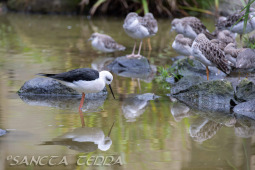 2024_10_22_Zoo_Rheine_030