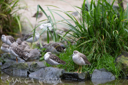 2024_10_22_Zoo_Rheine_031