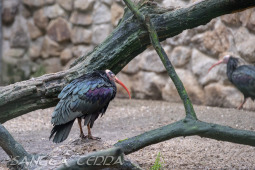 2024_10_22_Zoo_Rheine_033