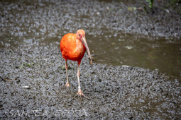 2024_10_22_Zoo_Rheine_038