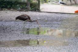 2024_10_22_Zoo_Rheine_039