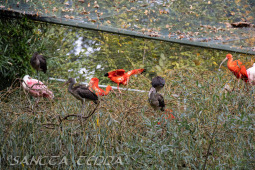 2024_10_22_Zoo_Rheine_044
