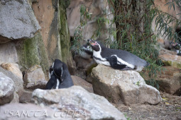 2024_10_22_Zoo_Rheine_048
