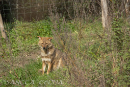 2024_10_22_Zoo_Rheine_053