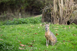 2024_10_22_Zoo_Rheine_056