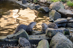 2024_10_22_Zoo_Rheine_057