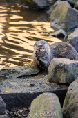 2024_10_22_Zoo_Rheine_058