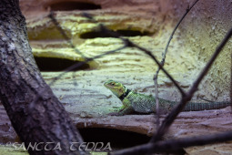 2024_10_22_Zoo_Rheine_061