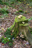 2025_10_12_Mosel_012