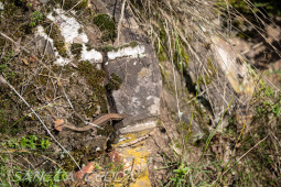 2025_10_12_Mosel_016
