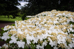 2026_06_13_Goeteborg_017