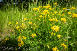 2026_06_13_Goeteborg_038