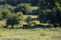 2026_07_20_Daenemark_222